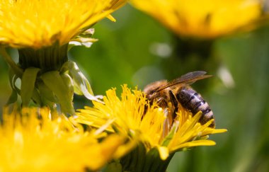 Bal arısı karahindiba çiçeğinden nektar toplayan sarı polenlerle kaplıdır. Çevre ekolojisi sürdürülebilirliği için önemli.