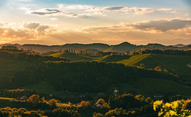 Avusturya Avrupa 'daki Styrian şarap yolu boyunca uzanan üzüm bağları manzarası. Panoramik arkaplan