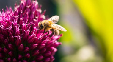 Honey bee collecting nectar from purple garlic flower. Important for environment ecology sustainability. clipart