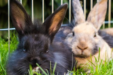 İki tavşan çimlerin üzerinde yatıyor. Doğal ortamında yeşil çimlerle çevrili, rahat bir anı yakalıyor..