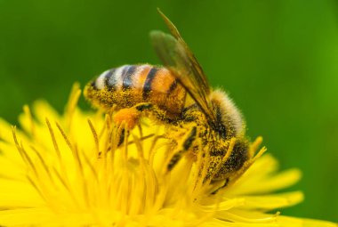 Bal arısı karahindiba çiçeğinden nektar toplayan sarı polenlerle kaplıdır. Çevre ekolojisi sürdürülebilirliği için önemli.