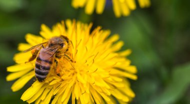 Honey bee covered with yellow pollen collecting nectar from dandelion flower. Important for environment ecology sustainability. clipart