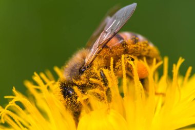 Bal arısı karahindiba çiçeğinden nektar toplayan sarı polenlerle kaplıdır. Çevre ekolojisi sürdürülebilirliği için önemli.