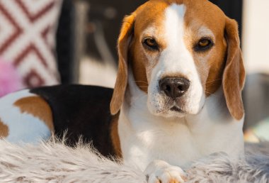 Üç renkli av köpeği sıcak bir yaz öğleden sonrası gölgesinde yeşil çimlerde dinleniyor. Sağ tarafta kopyalama alanı olan arkaplan