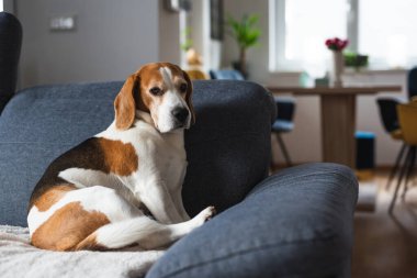 Yatakta oturan sevimli Beagle yavrusu. İçerisi aydınlık. Köpek Arkaplanı