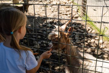 Vahşi hayvan parkında küçük vahşi keçileri besleyen sevimli anaokulu kızı. Yaz günü hayvanları okşayan mutlu çocuk. Heyecanlı ve mutlu bir kız hafta sonu, yazın çocuk aktiviteleri..