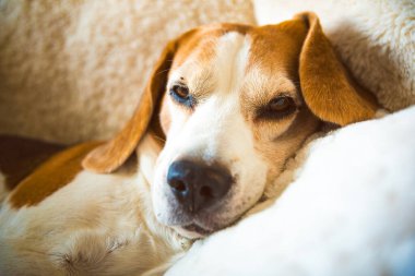 Kanepede güneşli bir odada uyuyan yetişkin bir av köpeği. Köpek temalı arkaplan