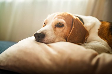 Kanepede güneşli bir odada uyuyan yetişkin bir av köpeği. Köpek temalı arkaplan