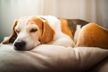 Kanepede güneşli bir odada uyuyan yetişkin bir av köpeği. Köpek temalı arkaplan