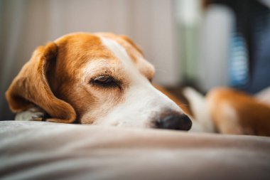 Kanepede güneşli bir odada uyuyan yetişkin bir av köpeği. Köpek temalı arkaplan