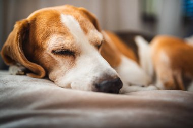 Kanepede güneşli bir odada uyuyan yetişkin bir av köpeği. Köpek temalı arkaplan