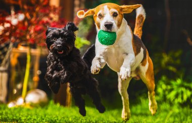 İki enerjik ve hayat dolu köpek neşeli bir arka bahçeye atlayıp neşeli doğalarını ve ruhlarını sergiliyorlar.
