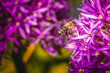 Canlı mor çiçekler üzerinde bir bal arısının yakın çekimi güzelliği ve onun tozlaşmadaki hayati rolünü gözler önüne seriyor.