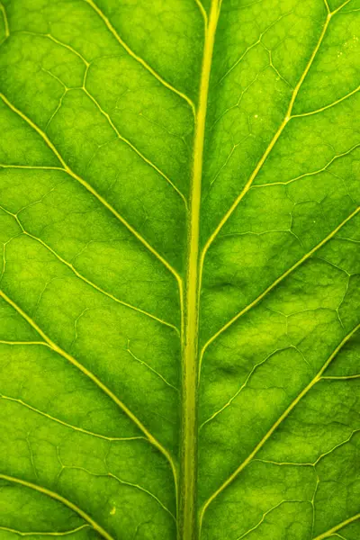 Bu canlı yeşil bir yaprağın makro görüntüsü, karmaşık damarlarını, zengin dokularını ve hoş ve karmaşık detaylarını sergiliyor.