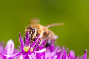 Bu, doğada bulunan göz kamaştırıcı, parlak mor bir çiçekten nektar toplayan bir arıyı gösteren detaylı bir fotoğraf.