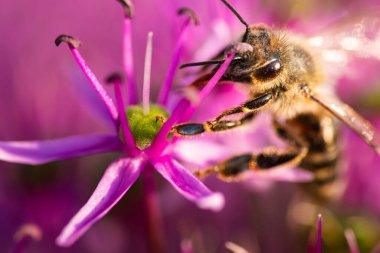 Doğanın güzelliğini ve biyolojik çeşitliliğini gözler önüne seren canlı pembe bir çiçeği dölleyen bir arıya yakın plan.