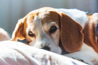 Sakin ve rahat bir av köpeği. Sıcak ve yumuşak güneş ışığında bir pencerenin kenarında uzanıp dinleniyor.