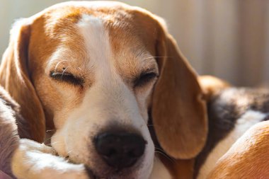 Samimi bir av köpeği huzur içinde uyuyor, büyüleyici özelliklerini, sevimliliğini ve sükunetini uykusunda sergiliyor.