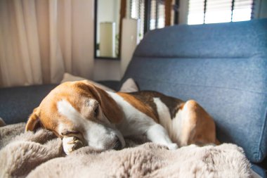 Rahat bir Beagle, huzurlu uykusunda huzur ve huzuru somutlaştıran rahat bir kanepede mışıl mışıl uyur.