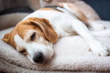 Huzurlu ve sakin bir av köpeği yumuşak ve rahat bir battaniyenin üzerinde dinleniyor. Saf sükuneti somutlaştırıyor.