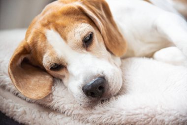 Sakin, tatlı bir av köpeği, yumuşak, yumuşak bir battaniyenin üzerinde huzur içinde yatar. Sevimli, uykulu tavrını ve cazibesini sergiler.