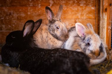 Yürek ısıtan bir sahnede, üç sevimli tavşan rahat ortamlarında huzur içinde dinleniyorlar.