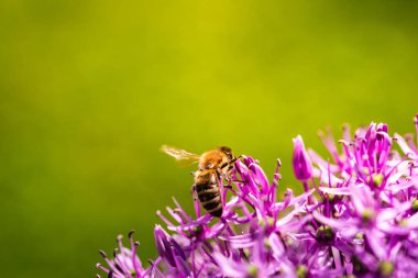 Yalnız bir arı, güzel açan mor bir çiçeğin üzerinde nazikçe dinleniyor ve doğal tozlaşma davranışlarıyla meşgul oluyor.