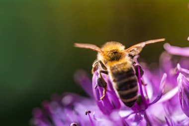 Bu, canlı mor bir çiçeğin üzerine tünemiş yoğun bir arıyı gösteren yakından çekilmiş bir fotoğraf, doğal güzellikleri vurguluyor.
