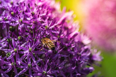 Yalnız bir arı, canlı mor bir çiçeğin üzerinde sessizce oturup yaprakların arasında vakit geçirir ve polen toplar.