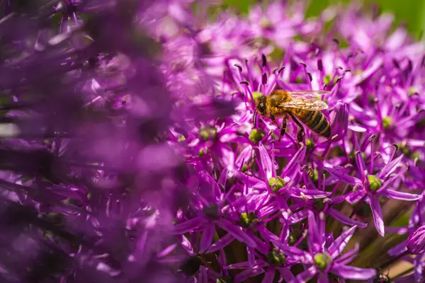 Küçük bir arı canlı bir mor çiçeğin üzerinde rahatça oturuyor, tozlaşmaya katkıda bulunurken sunduğu nektarın tadını çıkarıyor.