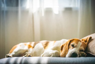 Bir Beagle köpeği, parlak bir pencerenin önündeki koltukta rahat bir şekilde uyur ve huzurlu bir anın tadını çıkarır.