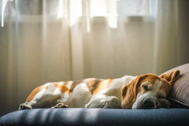 Bir Beagle köpeği, pencerenin önündeki yumuşak bir kanepede rahat bir şekilde uyur ve güneşin altında güneşlenir.