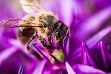 Canlı mor bir çiçeğe özenle tünemiş bir arının detaylı bir yakın çekimi doğanın karmaşık güzelliğini gözler önüne seriyor.