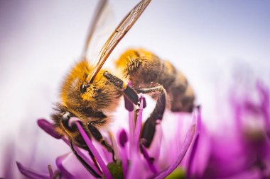 Bu canlı mor bir çiçeğin üzerinde oturan bir arının detaylı bir yakın plan görüntüsü. Doğanın tozlaştırıcılarının güzelliğini yakalıyor.