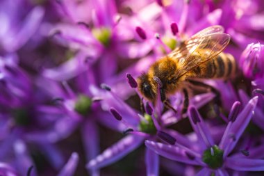 Bu görüntü, güzel bir mor çiçeğin üzerinde titizlikle dinlenen bir arının detaylı detaylarını ve renklerini gözler önüne seriyor.
