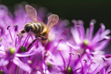 Detaylı bir yakın plan fotoğrafı canlı mor bir çiçeğin üzerinde narin bir şekilde dinlenen bir arıyı yakalıyor, karmaşık özelliklerini ve renklerini sergiliyor.