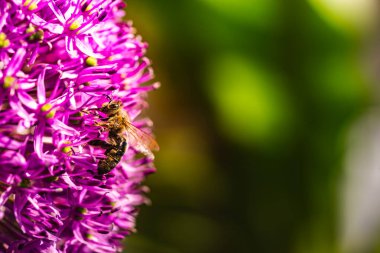 Küçük, meşgul bir arı, canlı mor çiçeğin üzerine sakince tünemiş, sağladığı nektarın tadını çıkarıyor. Bu böcek tozlaşma için hayati önem taşıyor.