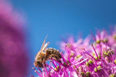 Canlı, mor bir çiçeğe nazikçe tünemiş bir arının son derece detaylı yakın plan görüntüsü, karmaşık güzellikler sergiliyor.