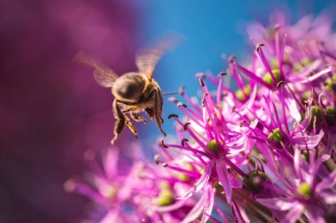 Bir bal arısı zarif bir şekilde bahçedeki canlı bir mor çiçeğin üzerinde uçuyor, nektar arıyor ve tozlaşmaya katkıda bulunuyor.