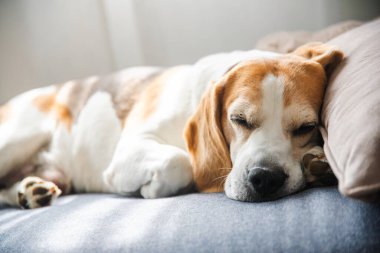 Bir Beagle köpeği, uzun bir oyun ve keşiften sonra huzurlu bir yatakta uyur ve dinlenir.
