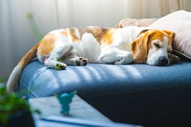 Uykulu bir Beagle köpeği rahat bir şekilde rahat bir mavi kanepede uyuyor, güzel bir ev ortamında dinleniyor.