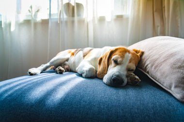 Tüylü bir yastığın yanındaki yumuşak bir yatağa rahatça uzanan bir av köpeği huzurlu bir dinlenme ve dinlenme anının tadını çıkarıyor.