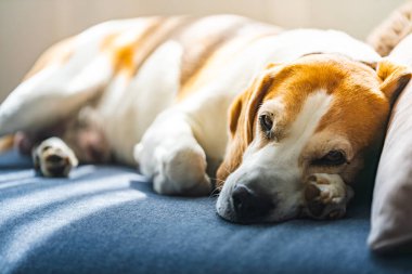 Bir Beagle köpeği rahat bir şekilde yumuşak bir yatağa uzanıyor, huzurlu bir dinlenme ve rahatlama anının tadını çıkarıyor.