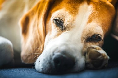 Bir Beagle köpeği, başını kendi patisine yaslayarak rahatça uzanır. Huzurlu ve rahat görünür.