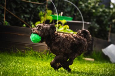 Yazın açık havada çayırda koşuşturan sevimli siyah Yorkshire köpeğinin portresi..