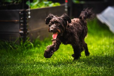 Yazın açık havada çayırda 