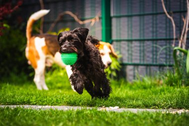 Yazın açık havada çayırda koşuşturan sevimli siyah Yorkshire köpeğinin portresi..