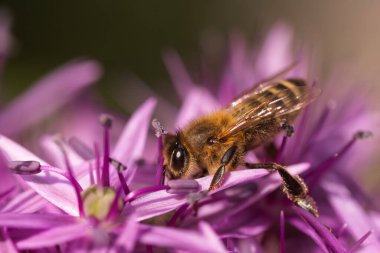 Avrupa bal arısına yakın menekşe Allium Lauch çiçeği, bulanık bokeh arkaplan