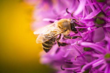 Avrupa bal arısına yakın menekşe Allium Lauch çiçeği, bulanık bokeh arkaplan