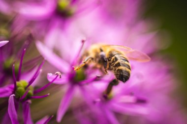 Avrupa bal arısına yakın menekşe Allium Lauch çiçeği, bulanık bokeh arkaplan
